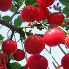 Orto D'Autore Preparato di Amarene marcelloitalianfood