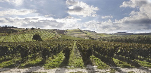 Cantina Dell'Area VANITAS vino bianco 2021