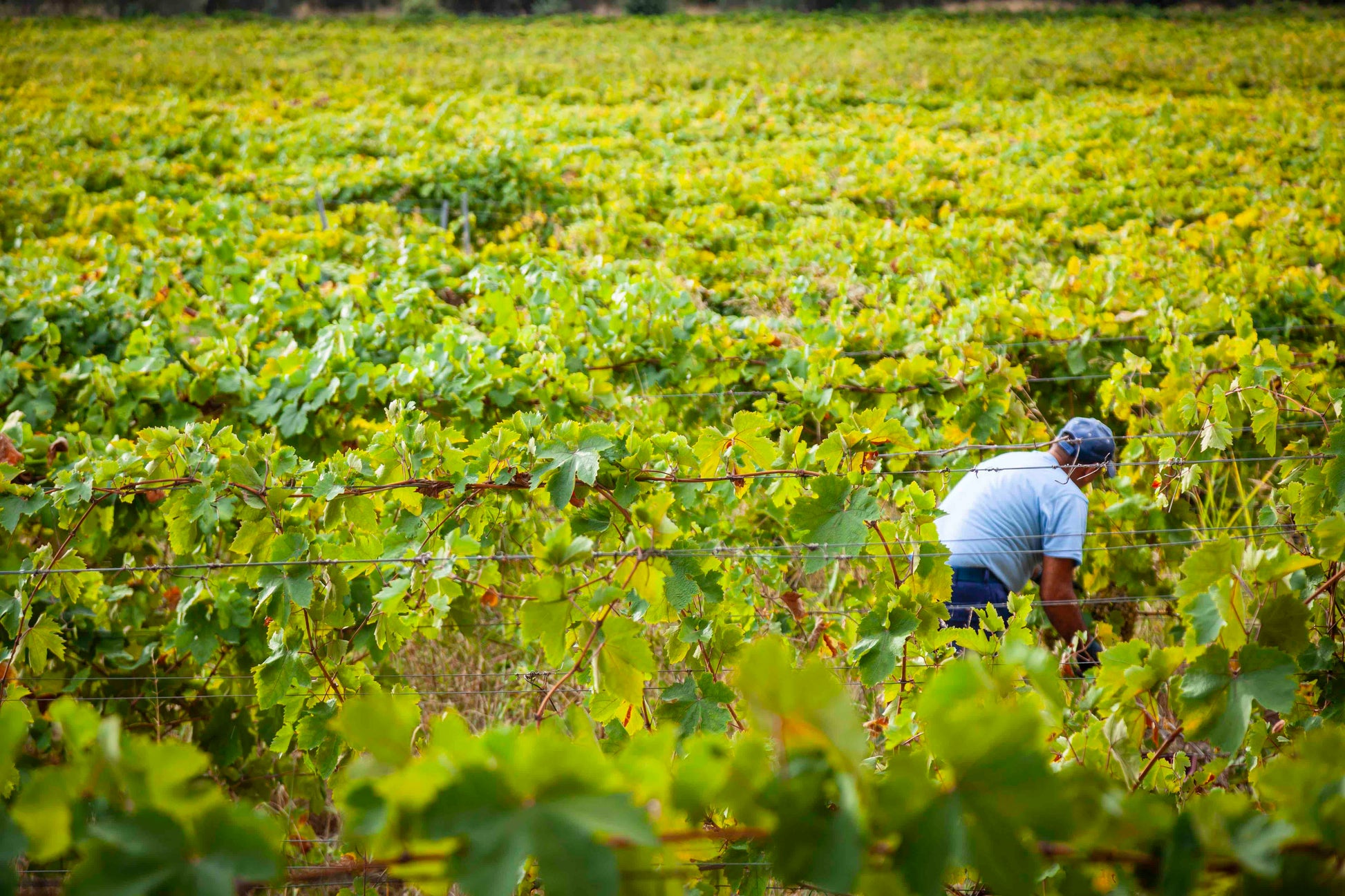 Cantina Santa Venere VESCOVADO Bianco IGP 2021